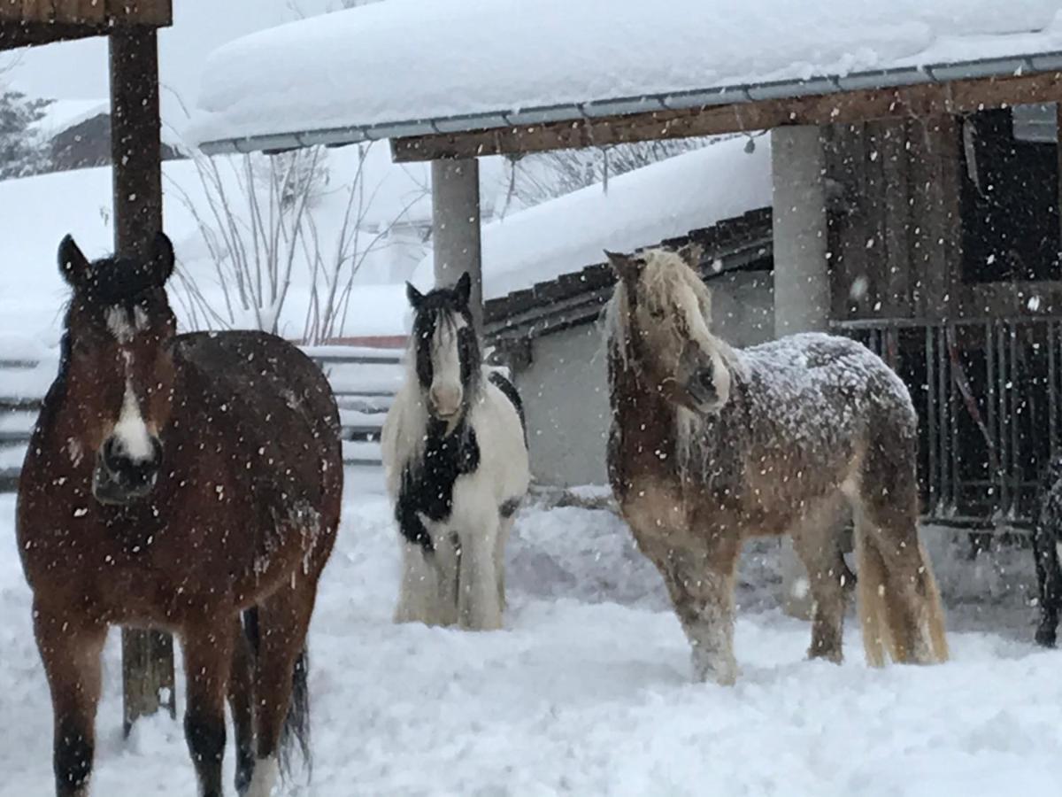 Pony-Ziegen-Hasen-Ranch Bichlbach Leilighet Eksteriør bilde