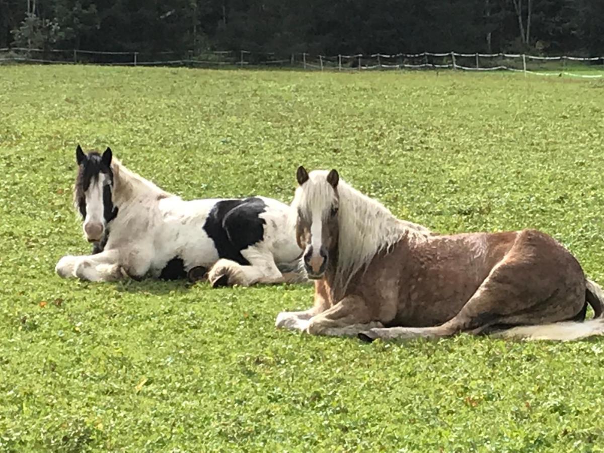 Pony-Ziegen-Hasen-Ranch Bichlbach Leilighet Eksteriør bilde